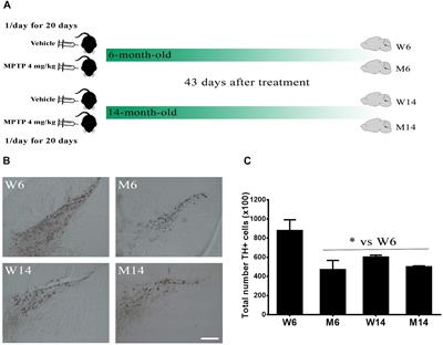 Differential Aggregation and Phosphorylation of Alpha Synuclein in Membrane Compartments Associated With Parkinson Disease